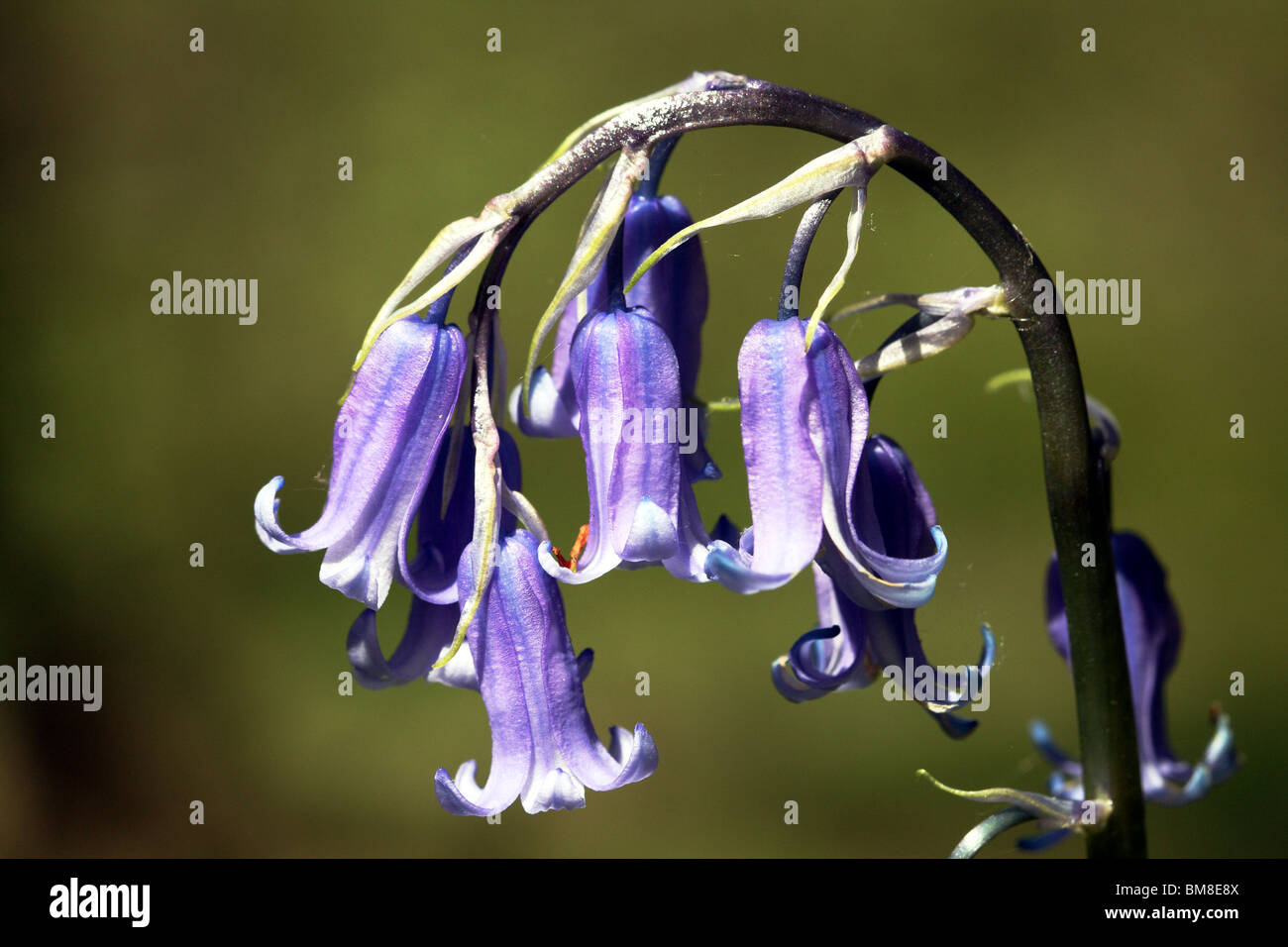 Bluebell Hyacinthoides non-Scripta Familie Hyacinthaceae eine Feder Woodland Pflanze Stockfoto