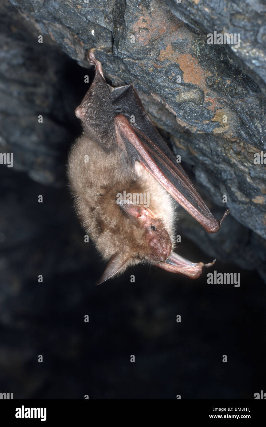 Mehr Maus-eared Fledermaus (Myotis Myotis) im Winter Unterschlupf. Stockfoto