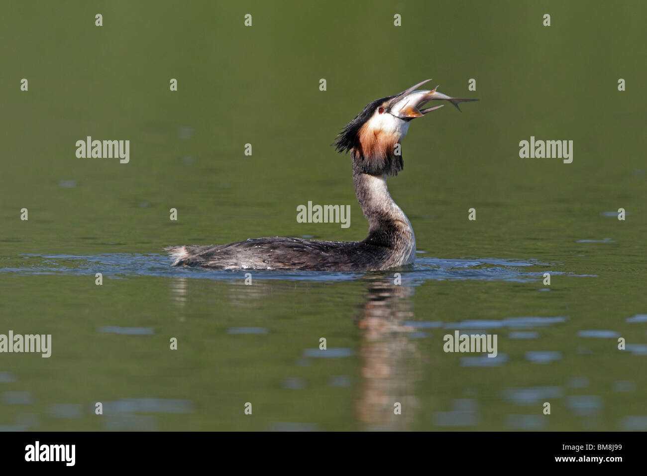 Erwachsenen Haubentaucher Fische schlucken Stockfoto