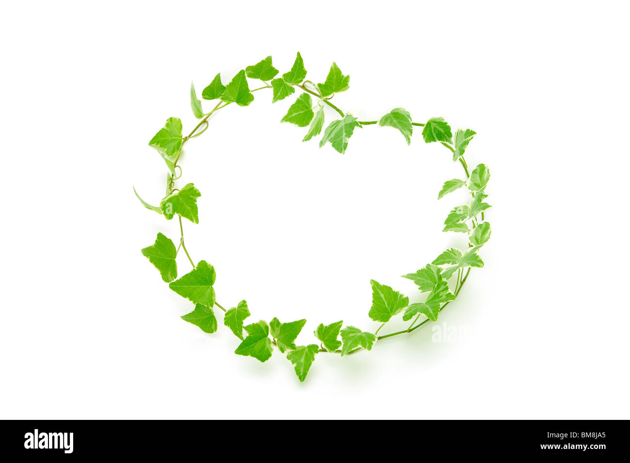 Efeu Herz Weisser Hintergrund Stockfotografie Alamy