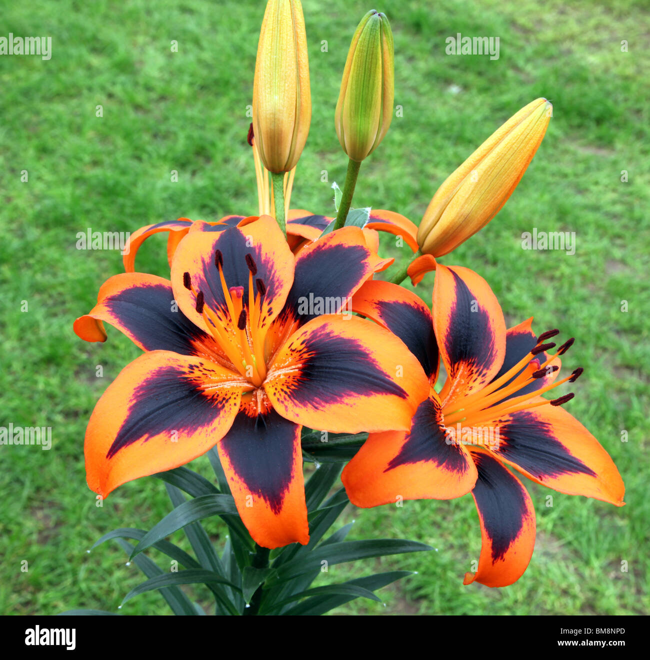 Lilium Lily Allen, neue Cultival, benannt nach der pop-star Stockfoto