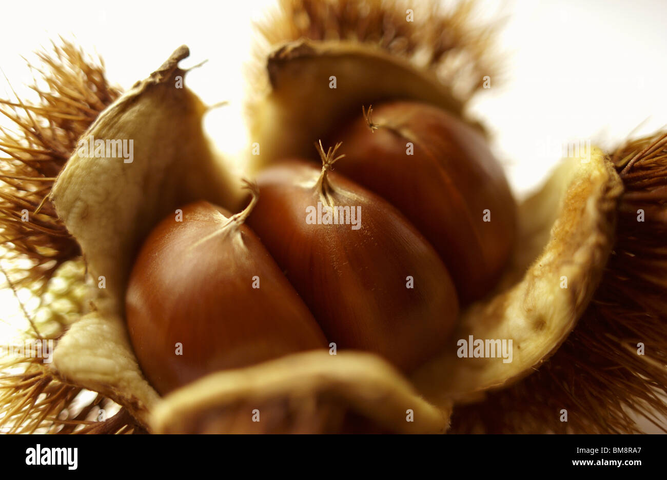 Schließen Sie herauf Bild von Kastanien Stockfoto