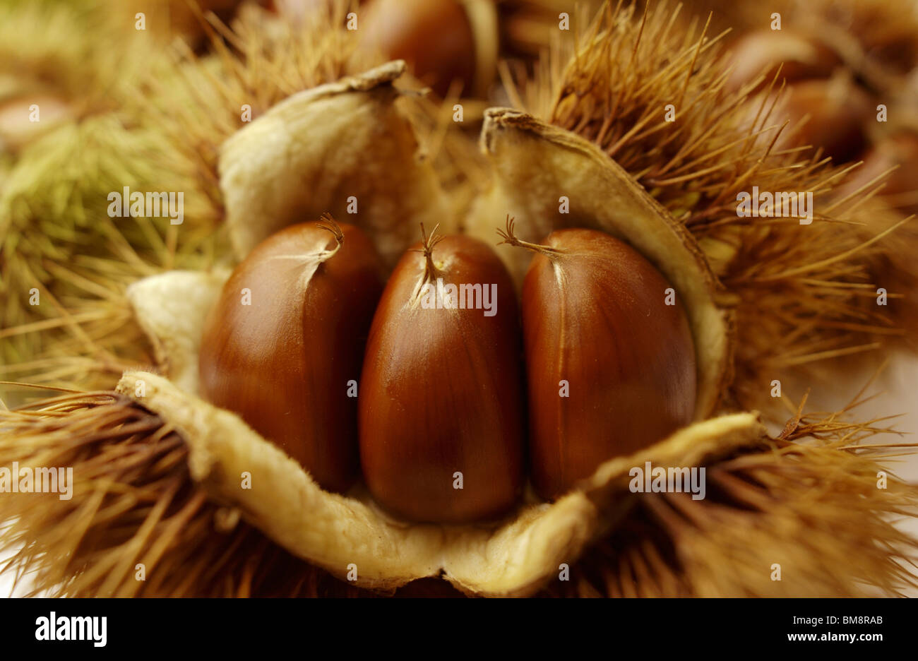 Schließen Sie herauf Bild von Kastanien Stockfoto