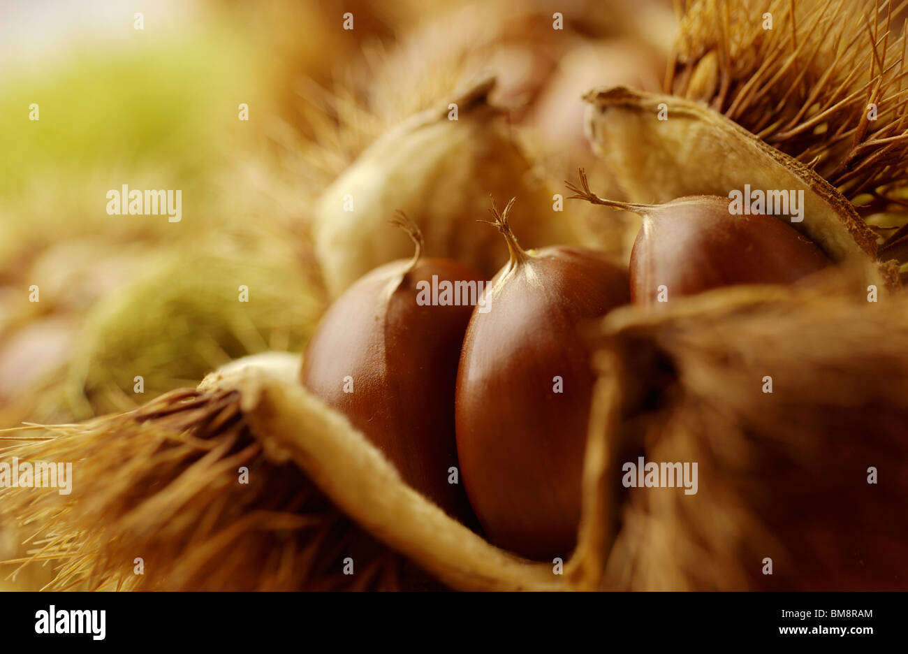 Schließen Sie herauf Bild von Kastanien Stockfoto