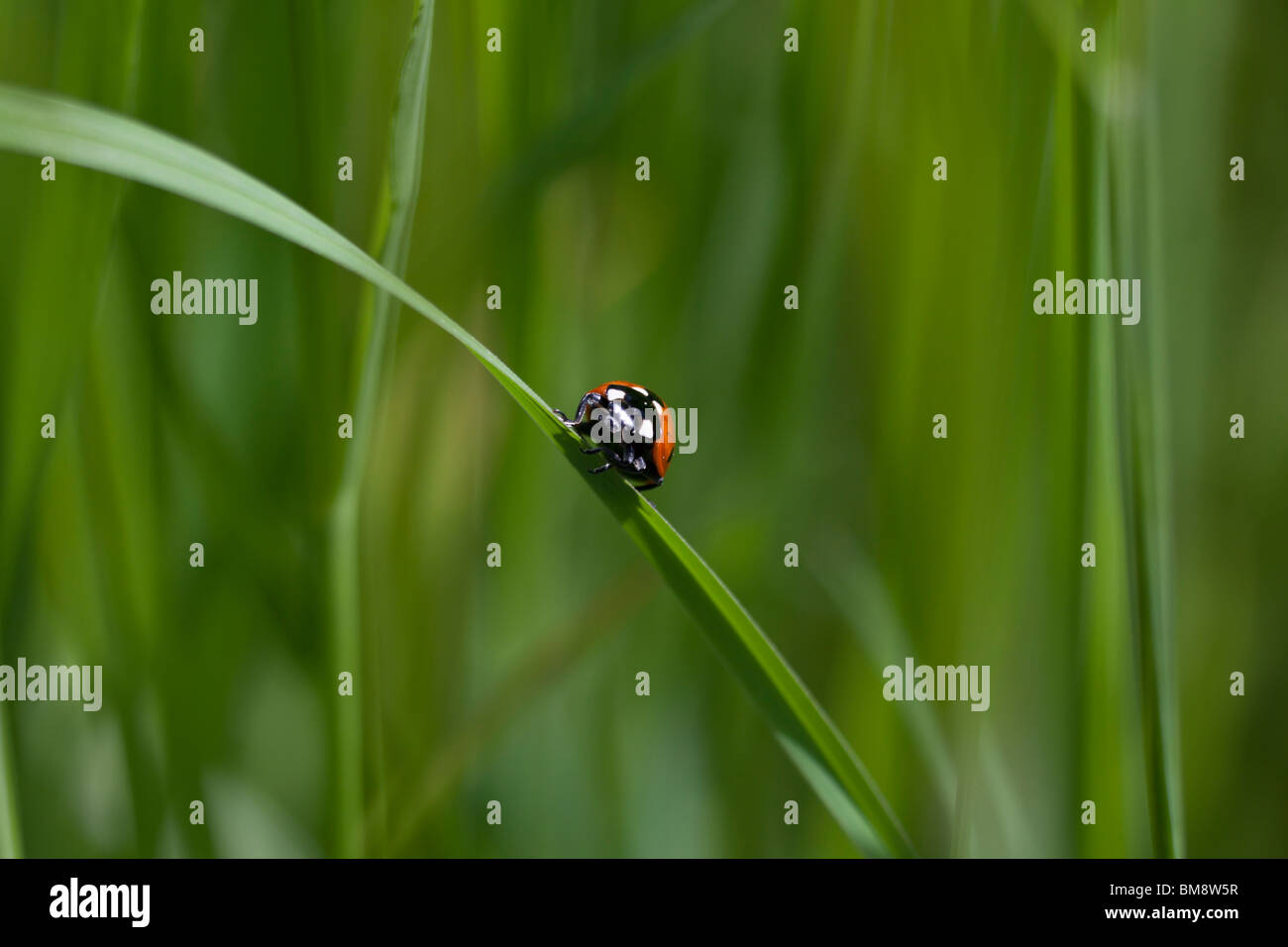 ein Marienkäfer auf einem Grashalm Stockfoto