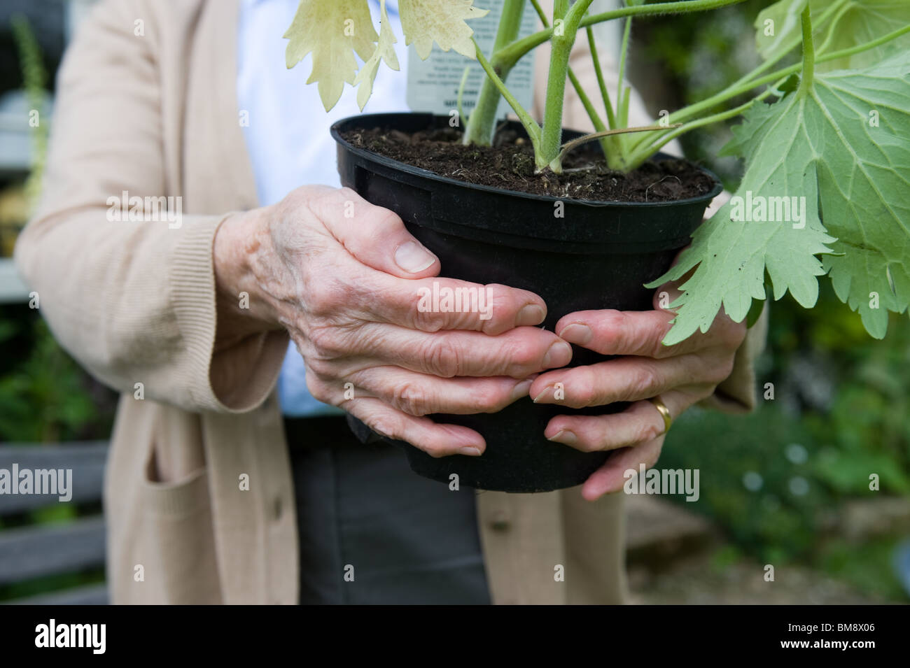Rentner, die Gartenarbeit in North yorkshire Stockfoto