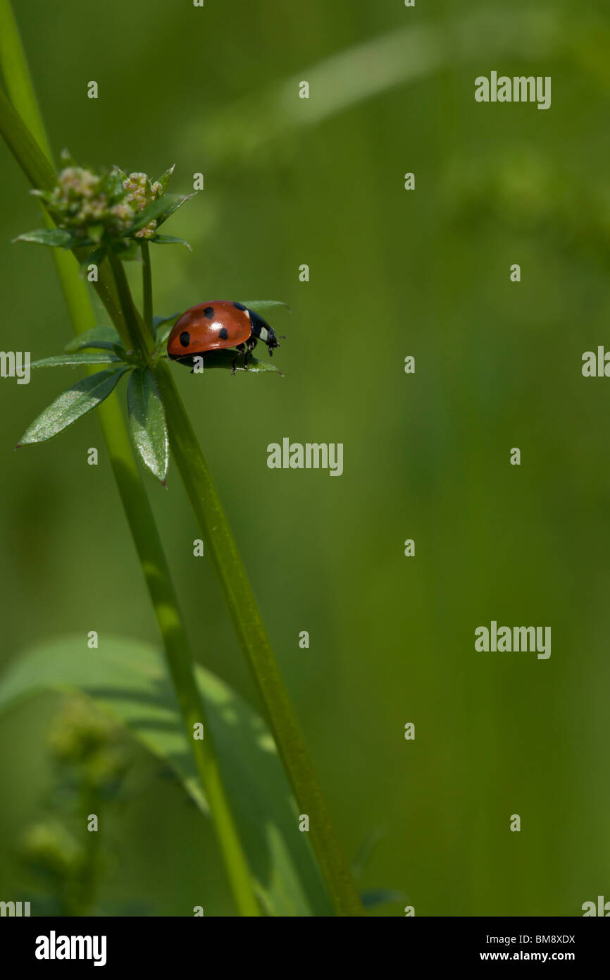 ein Marienkäfer auf einem Grashalm Stockfoto