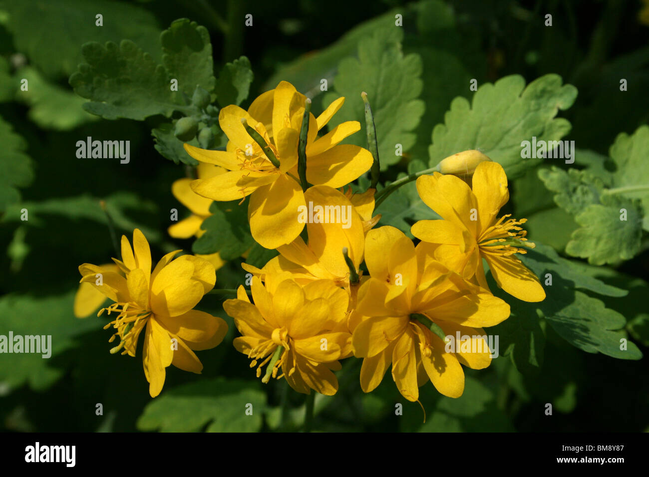 Größere Schöllkraut Chelidonium Majus Taken an Martin bloße WWT, Lancashire, UK Stockfoto