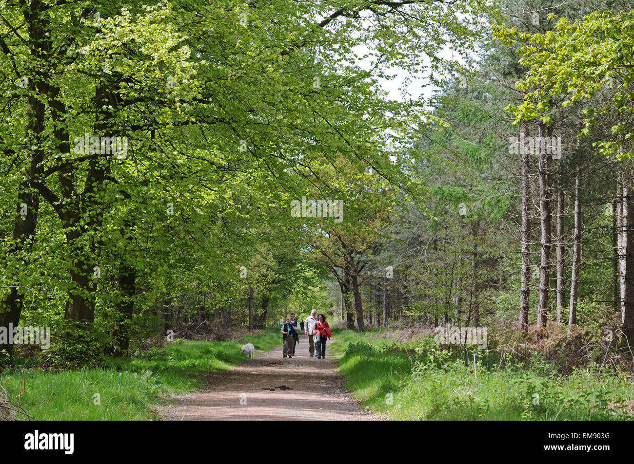 Wanderer und Hund, Wandern im Wald auf Cannock Chase Staffordshire England Stockfoto