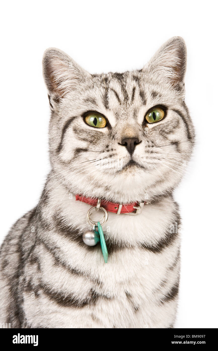 Portrait einer männlichen Britisch Kurzhaar Silber Tabby Katze rein weißem (255) Hintergrund hautnah. Stockfoto