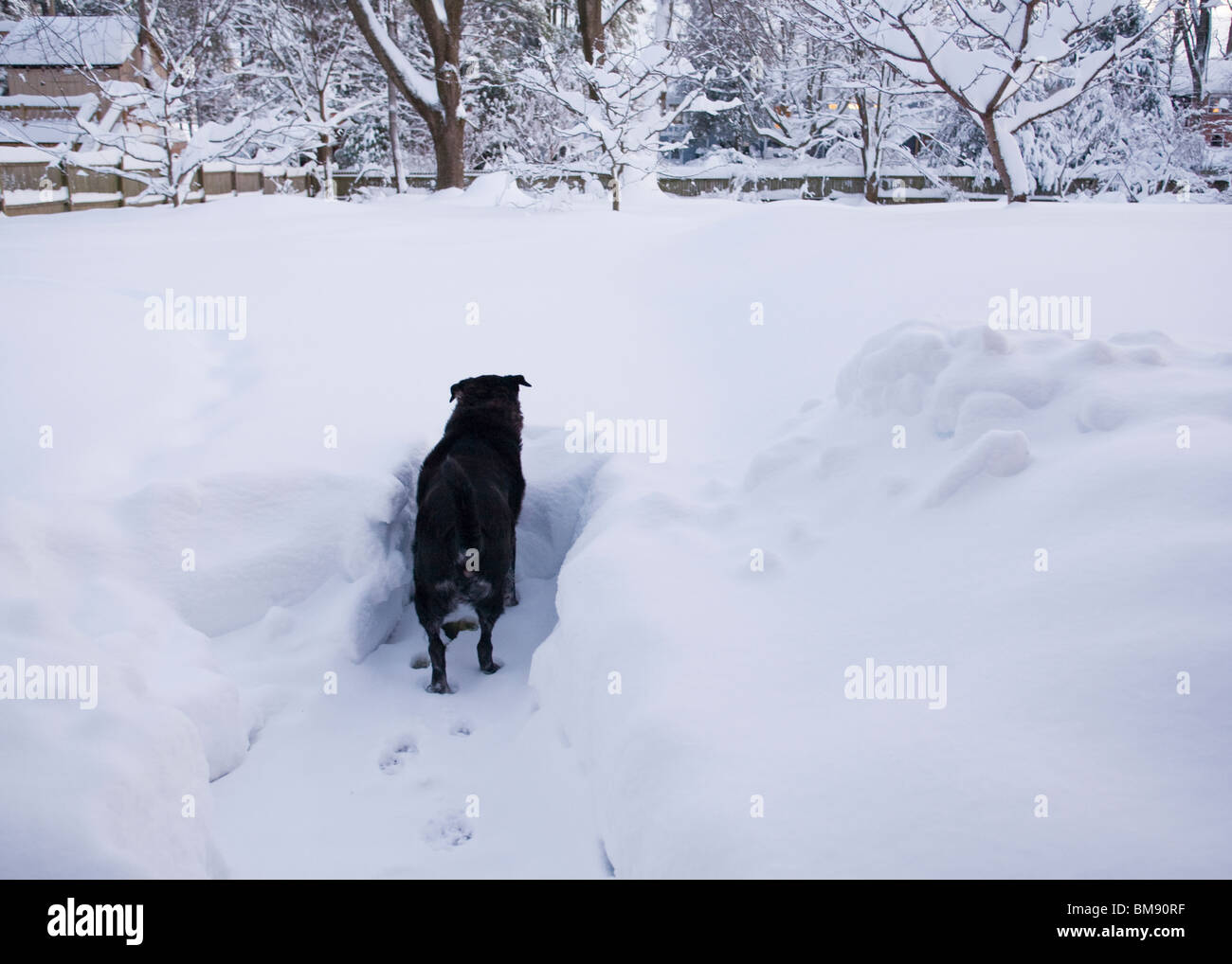 Schwarzer Hund gefangen im Schnee Stockfoto