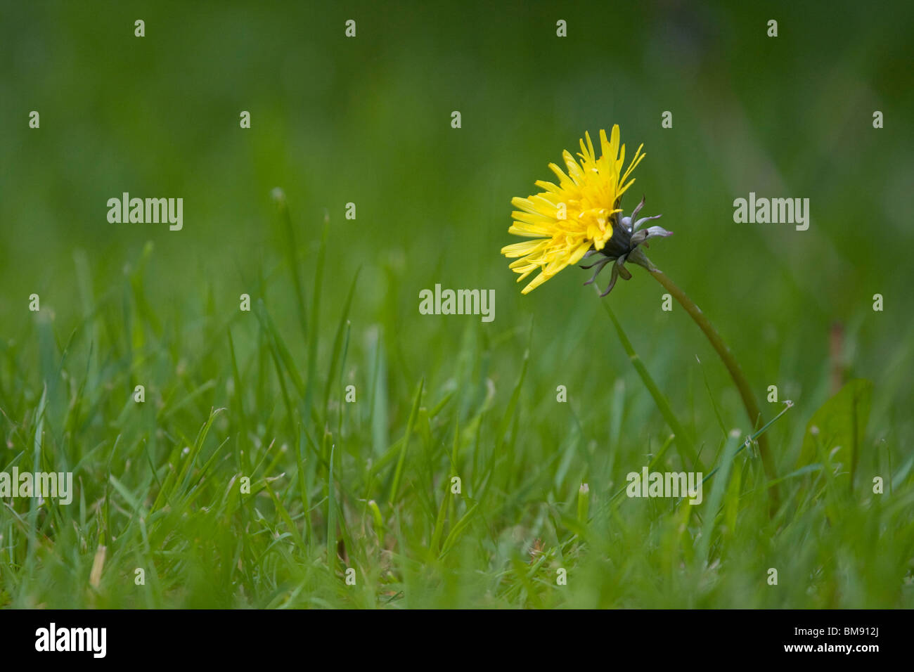 Löwenzahn (Taraxacum Officinale) wächst auf Rasen, Sussex, UK. Stockfoto