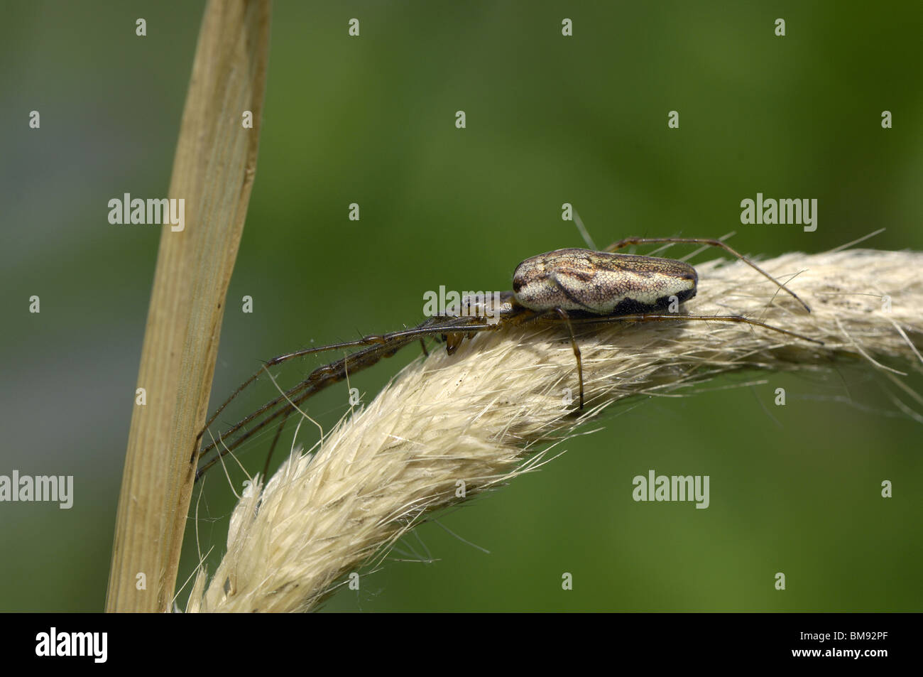 Lange-jawed Orb-Weaver (Tretagnatha Extensa) auf einer Wiese (auch Long-jawed Spinne oder Stretch Spider) Stockfoto