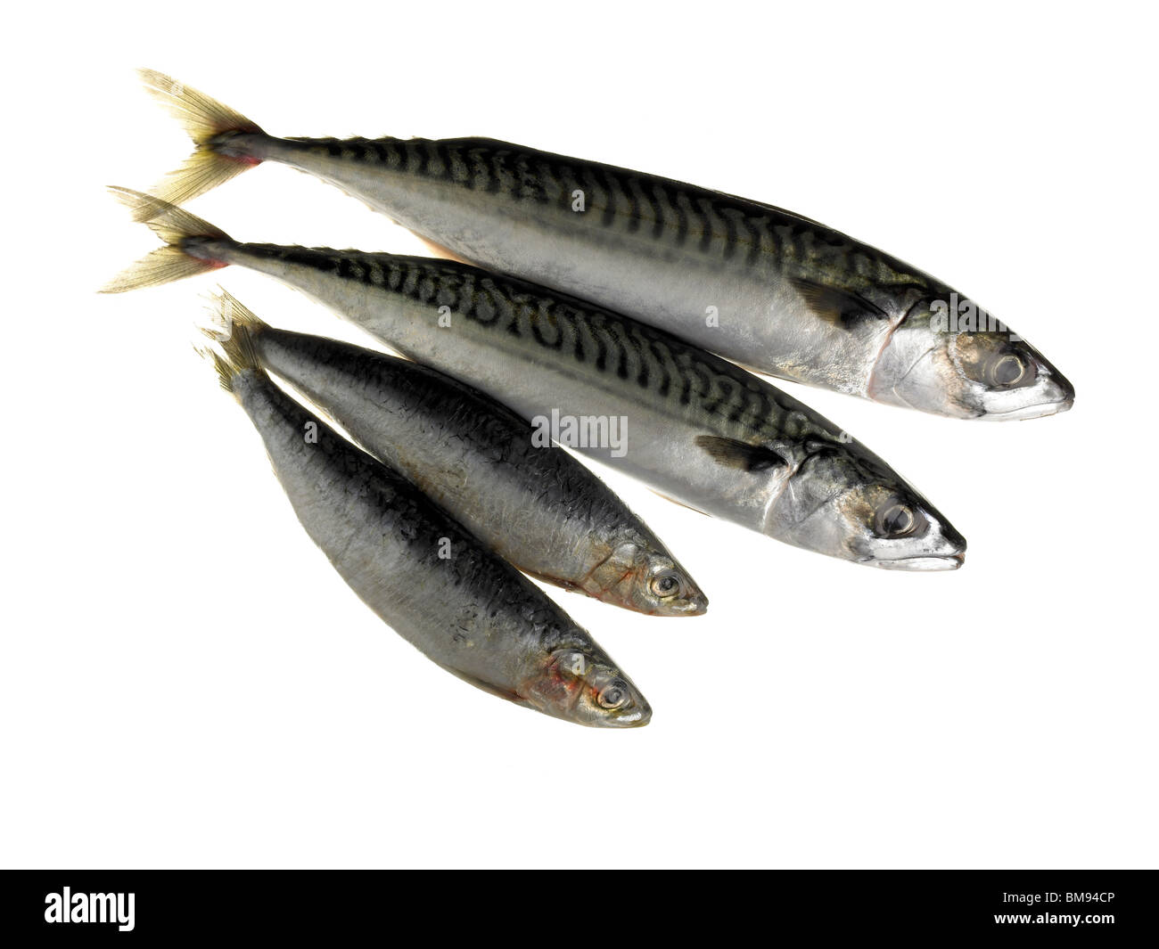 frische Makrelen & Sardinen Stockfoto