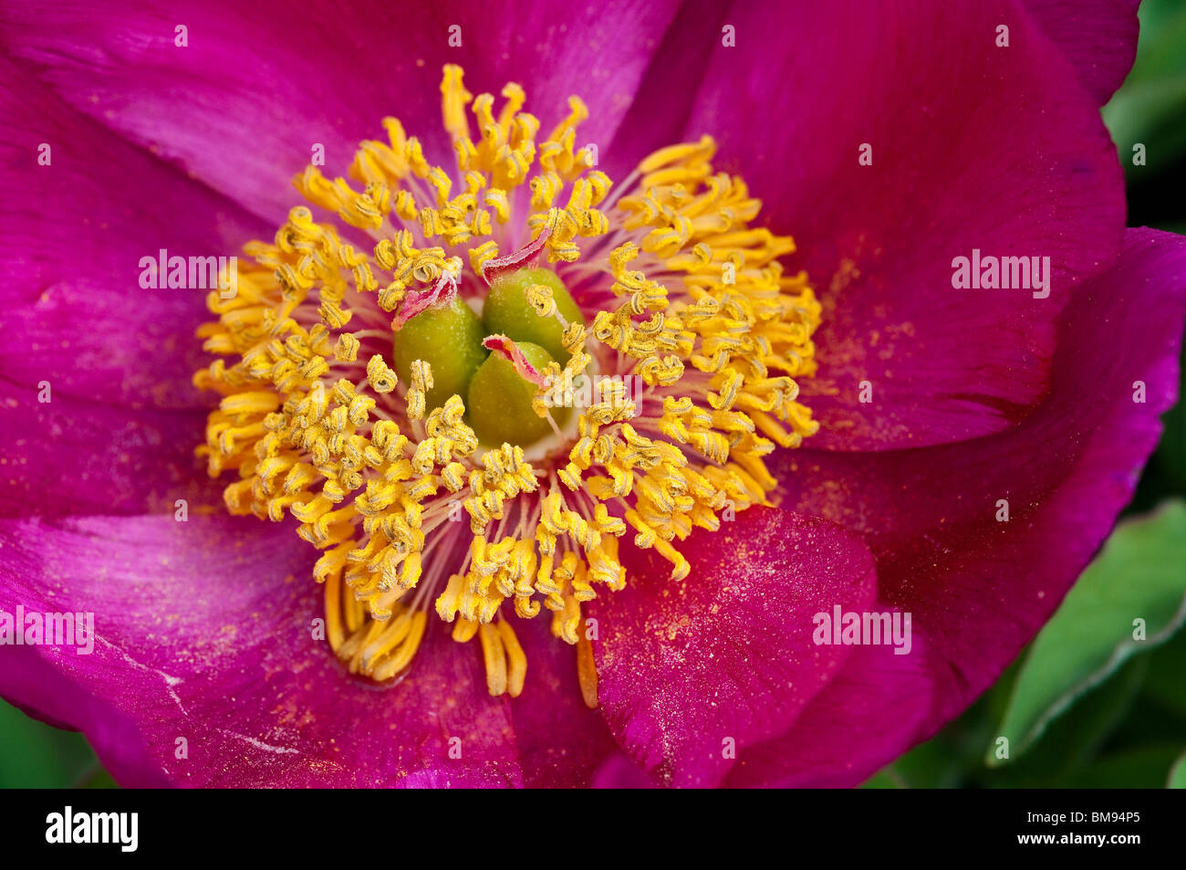 Gemeinsamen Pfingstrose | Paeonia officinalis Stockfoto