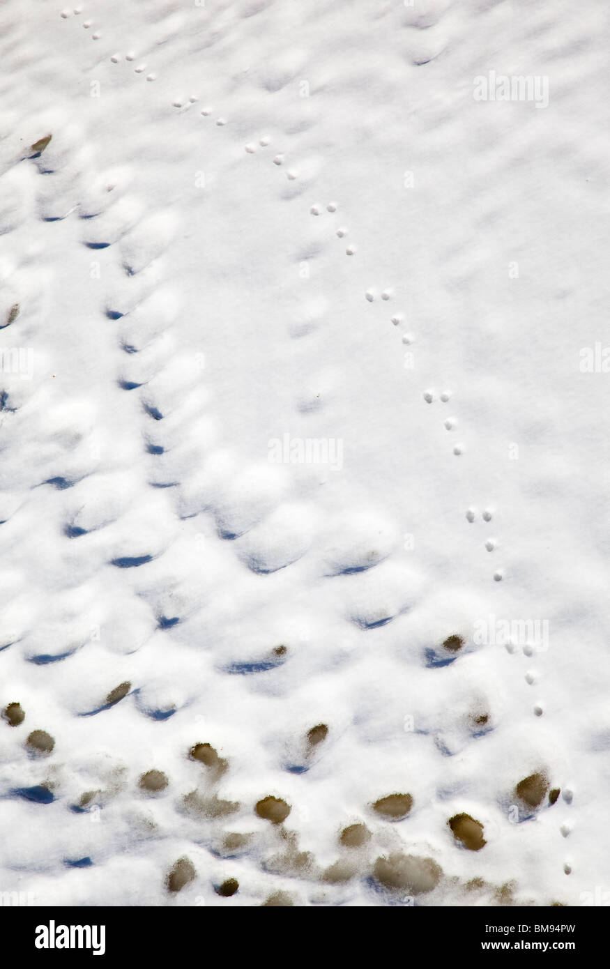Schneewege des europäischen Berghasens ( Lepus timidus ) von hoch oben, Finnland Stockfoto