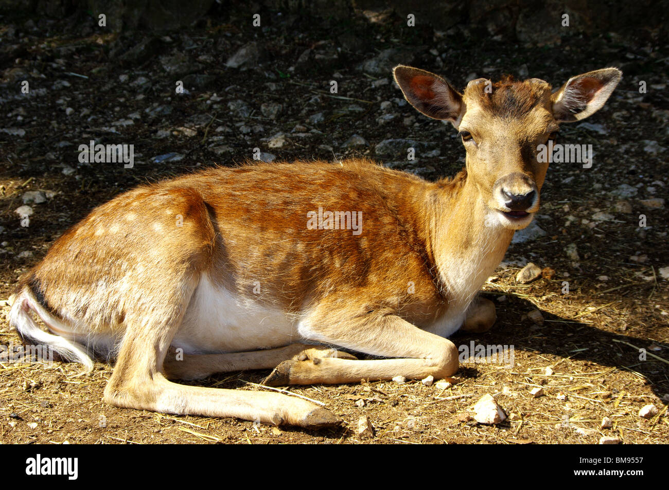 Hornlosen Hirschen (Dama Dama) von Klauentieren Säugetier Familie der Hirsche getroffen in Ruhe in der Sonne liegen Stockfoto