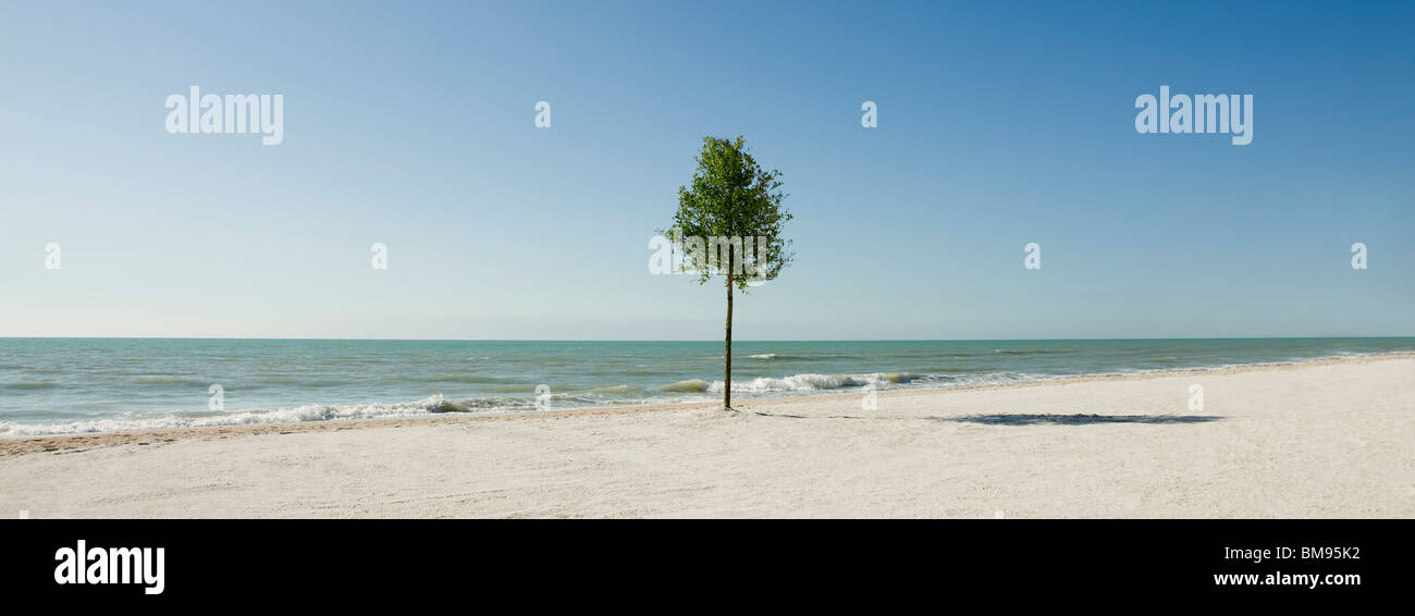 Einsamer Baum wächst am Strand Stockfoto