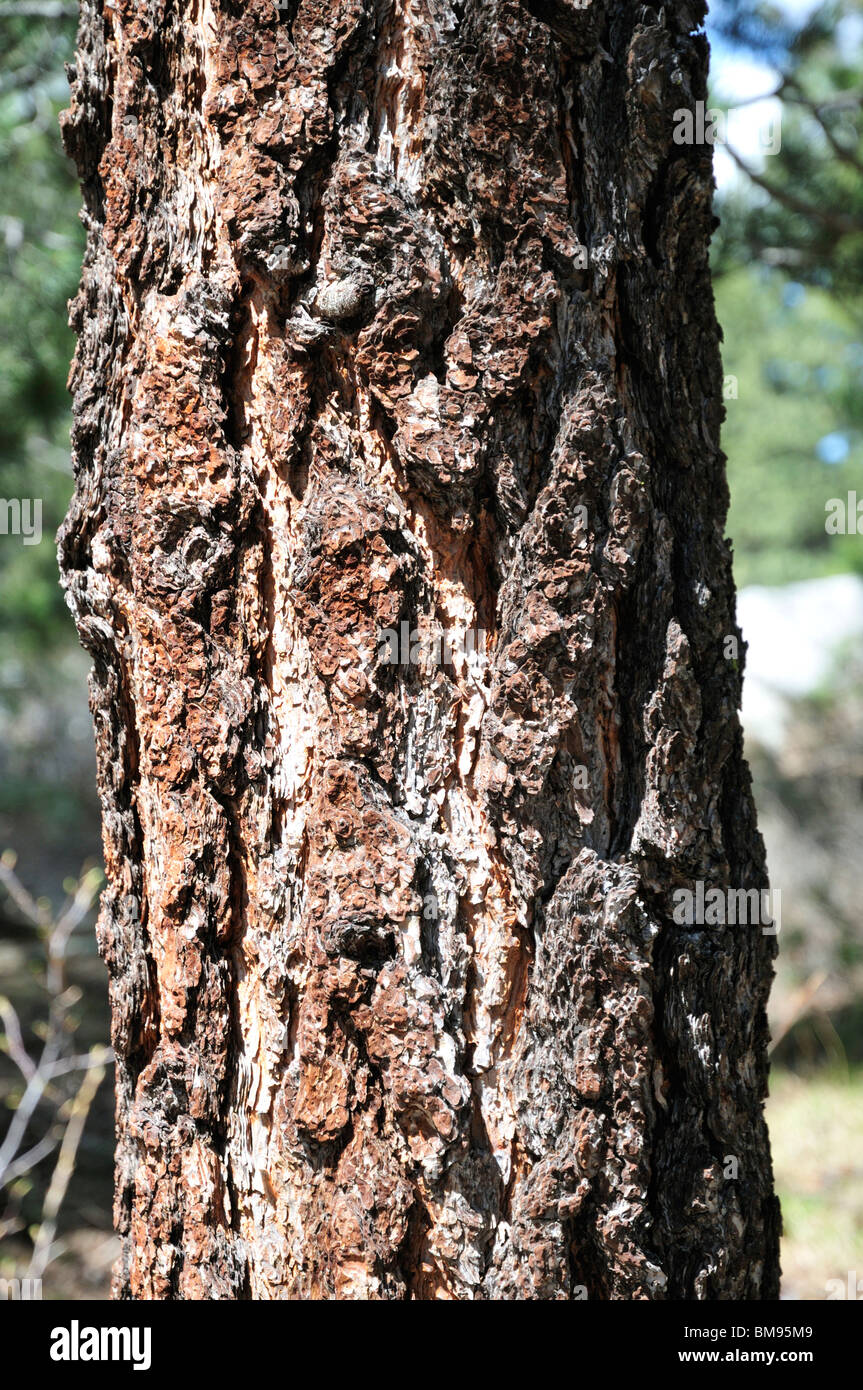 Tief zerfurchte Rinde von Jeffrey Kiefer Stockfoto