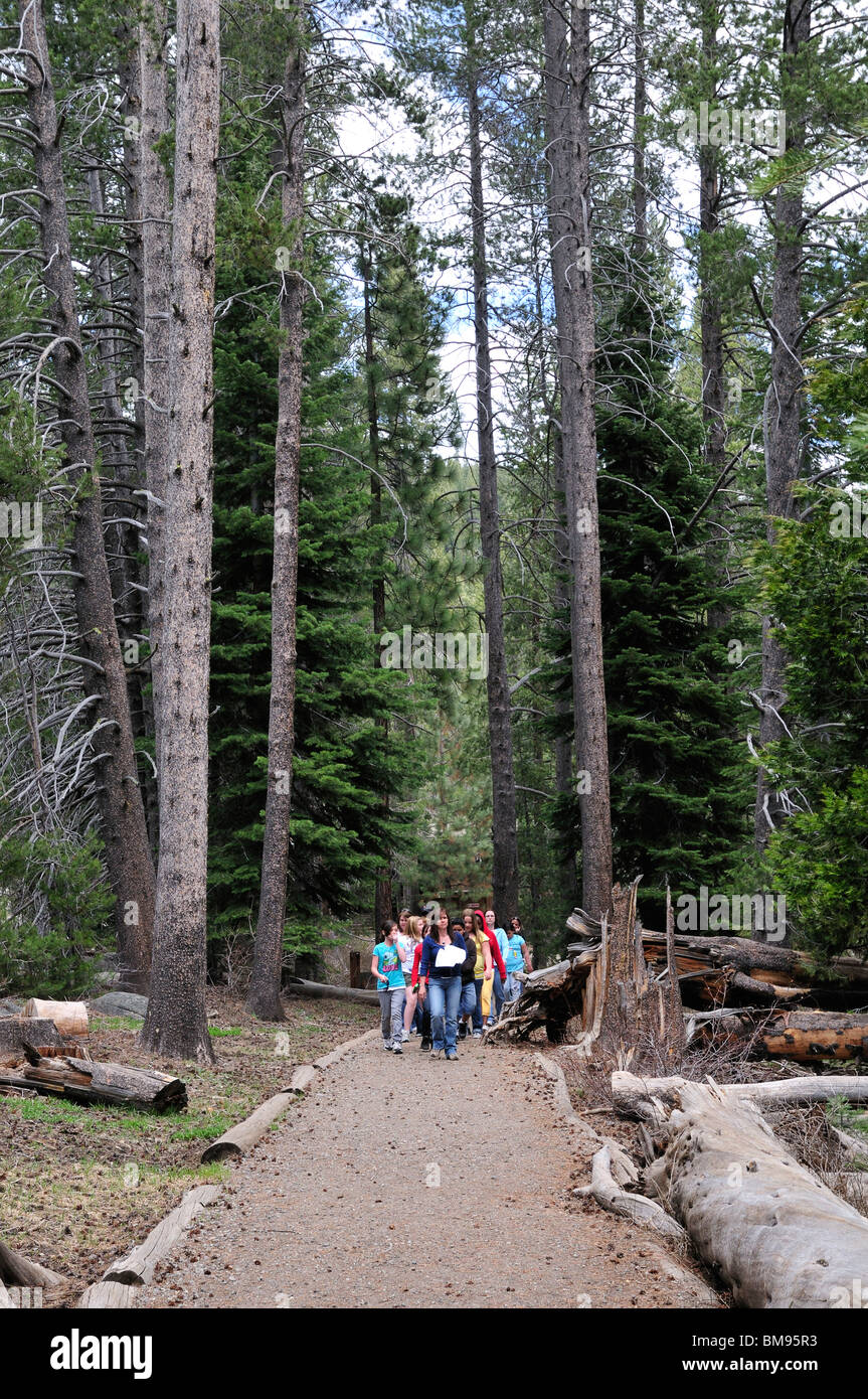 Schülerinnen und Schüler gehen die interpretativen Trail im Donner Memorial State Park Stockfoto