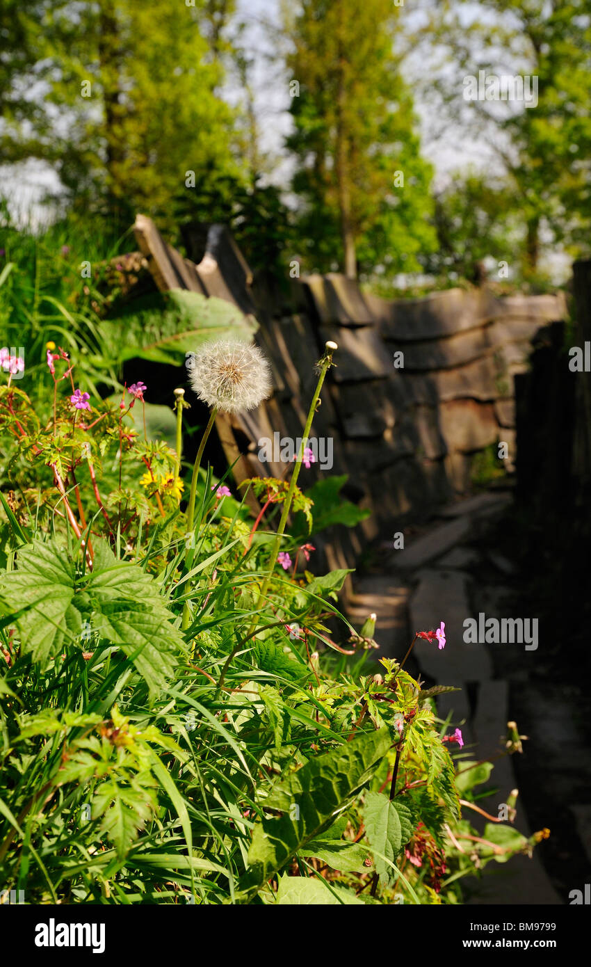 Deutsch erste Weltkrieg bewahrt Gräben bei Bayernwald, Ypres Salient Stockfoto