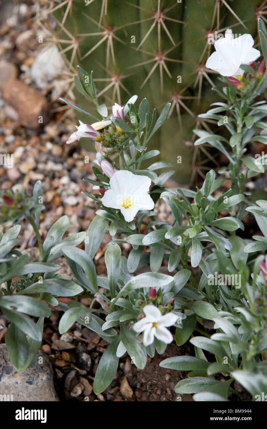 Convolvulus Cneorum, auch bekannt als Silverbush, ist eine Art von Ackerwinde, in Europa heimisch. In voller Blüte Stockfoto