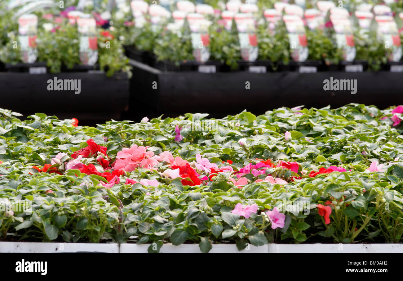 Sommer-Beetpflanzen, Impatiens F1 Pastell rosa und violett Blumen Blüten Pastelle Brookfields Gartencenter, Nottingham Stockfoto