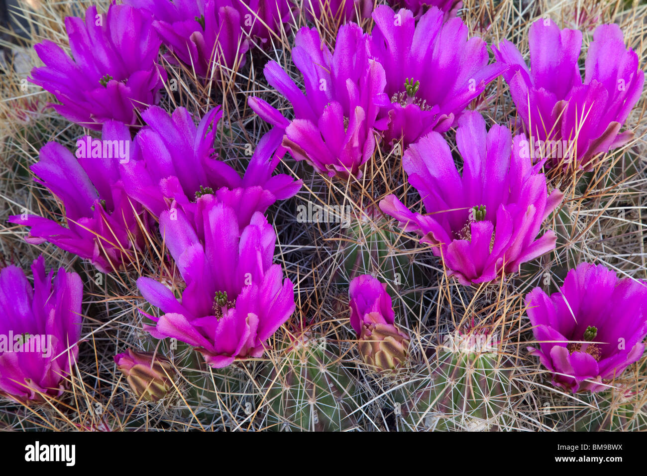 Erdbeer-Kaktus (Echinocereus Stramineus), Guadalupe Mountains Nationalpark, Texas Stockfoto