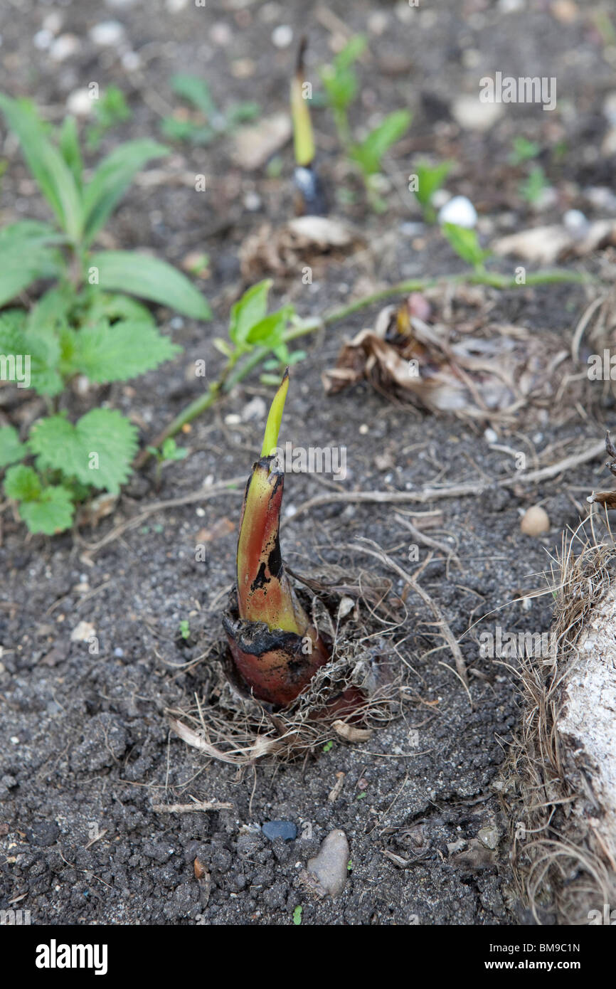Musa Basjoo Banane Welpe, nachdem Frost Schaden im Winter die Hardy Wurzeln Push-up-neue Welpen. Stockfoto
