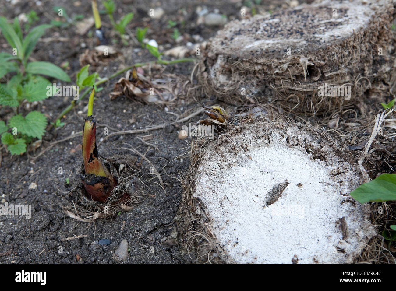 Musa Basjoo Banane Welpe, nachdem Frost Schaden im Winter die Hardy Wurzeln Push-up-neue Welpen. Stockfoto