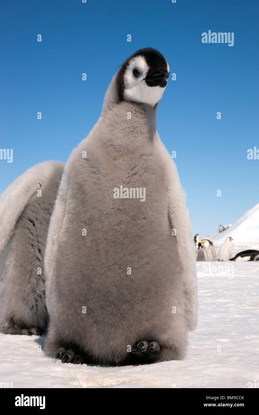 Close up cute flauschige Baby Kaiserpinguine Küken auf Eis und Schnee anheben Fuß für Wärme, klaren, blauen Himmel Hintergrund Snow Hill Island Antarktis Stockfoto