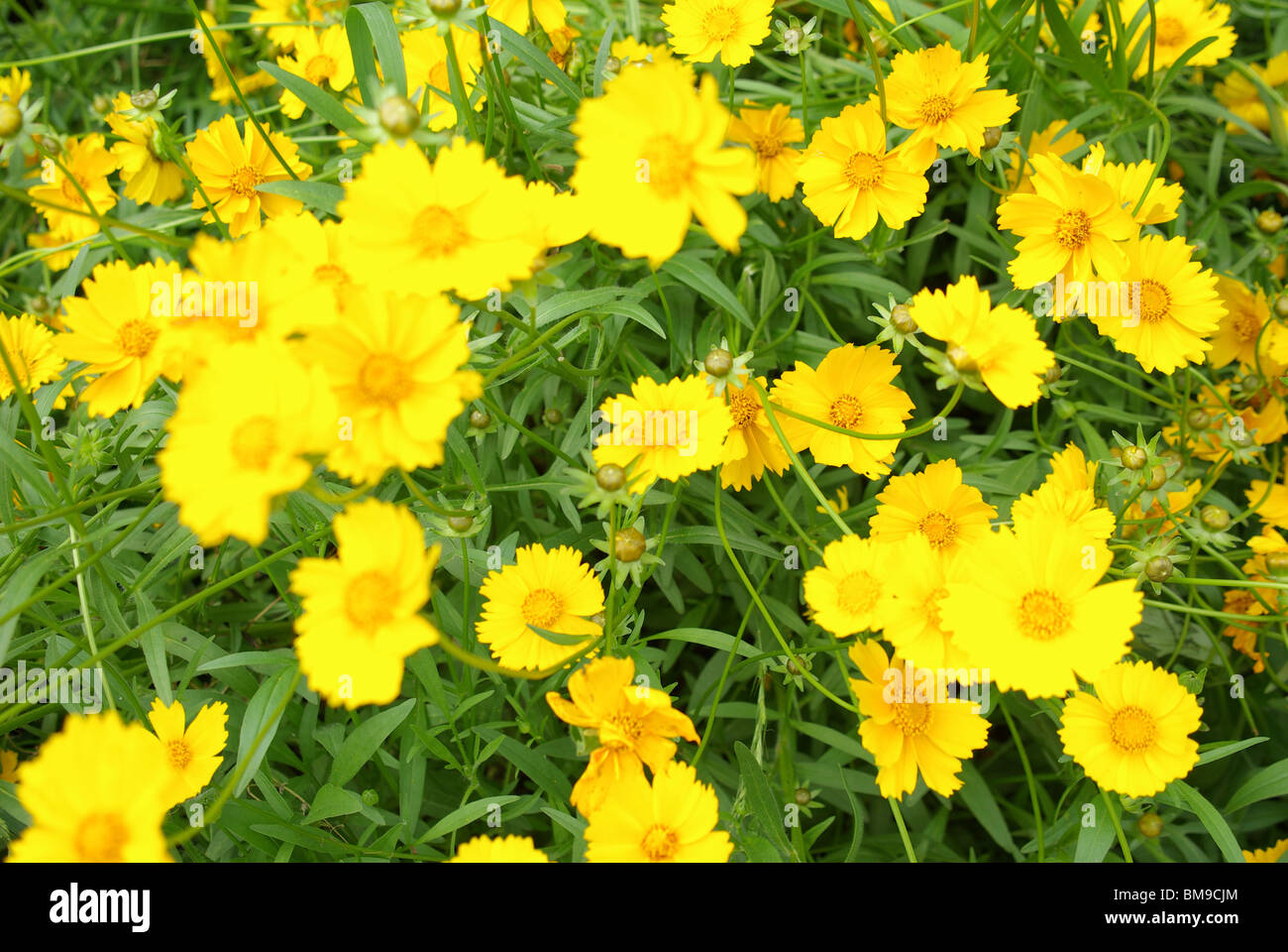 Nahaufnahme der gelbe Chrysanthemeblumen im Garten Stockfoto