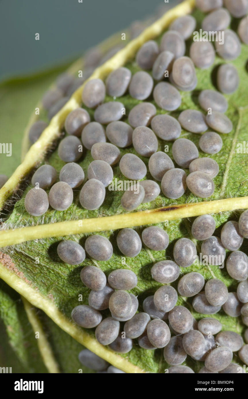 Silk Motte Ei Batch auf einem Blatt Maulbeere Stockfoto