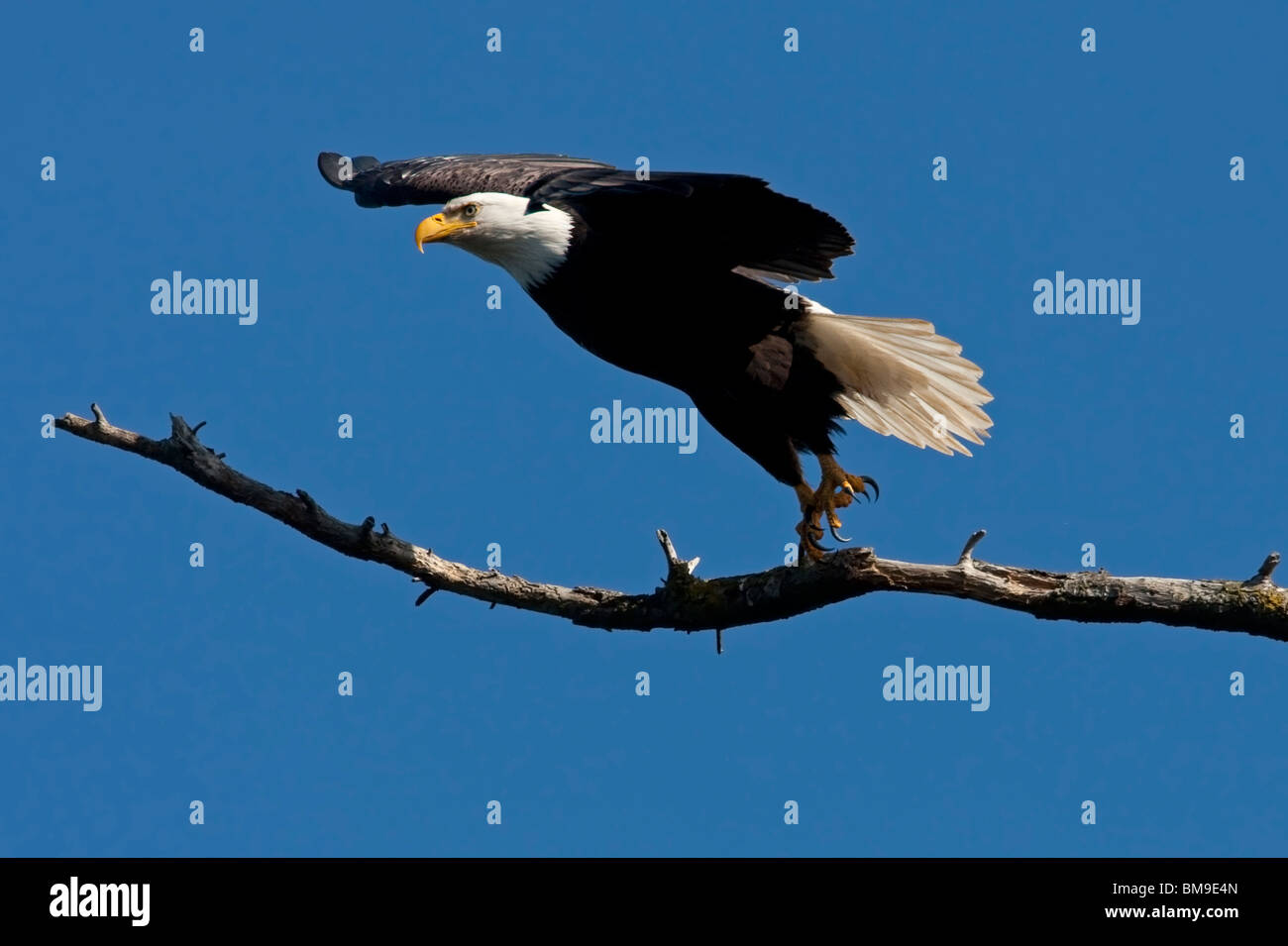 Weißkopfseeadler Haliaeetus Leucocephalus ausziehen aus einem Ast entlang der Uferpromenade in Nanaimo Vancouver Island BC im März Stockfoto