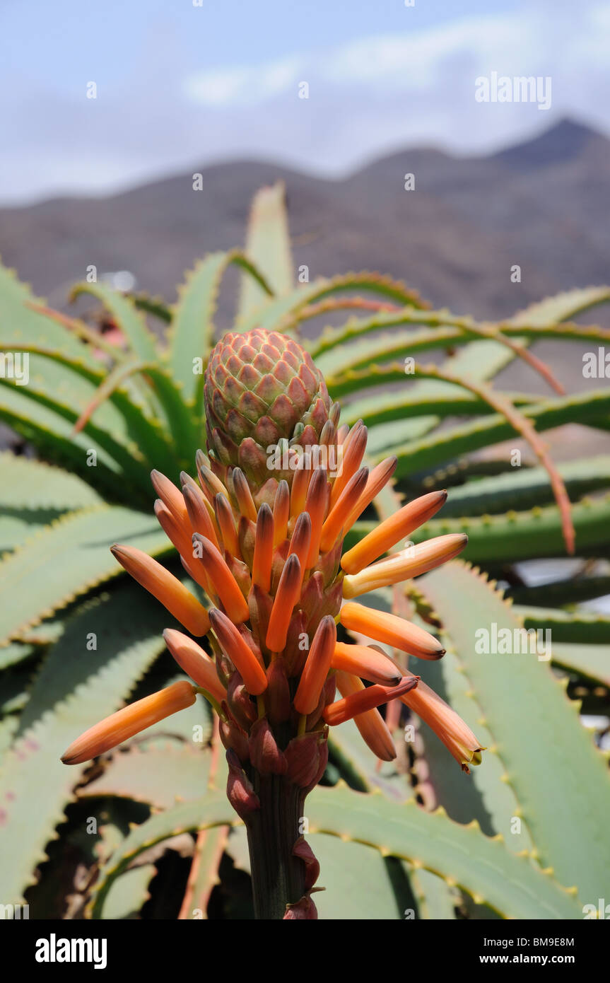 Blhende Aloe Vera Blume. Kanarischen Insel Fuerteventura Stockfotografie -  Alamy