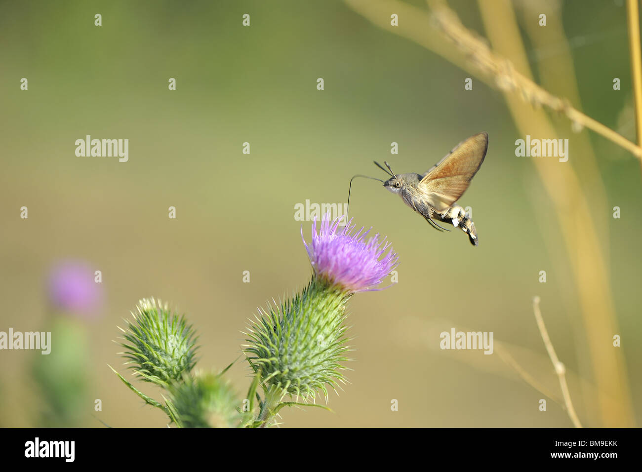 Kolibri Falke-Motte (auch Olive Biene Falke-Motte) sammeln Nektar auf Distel Blume Stockfoto