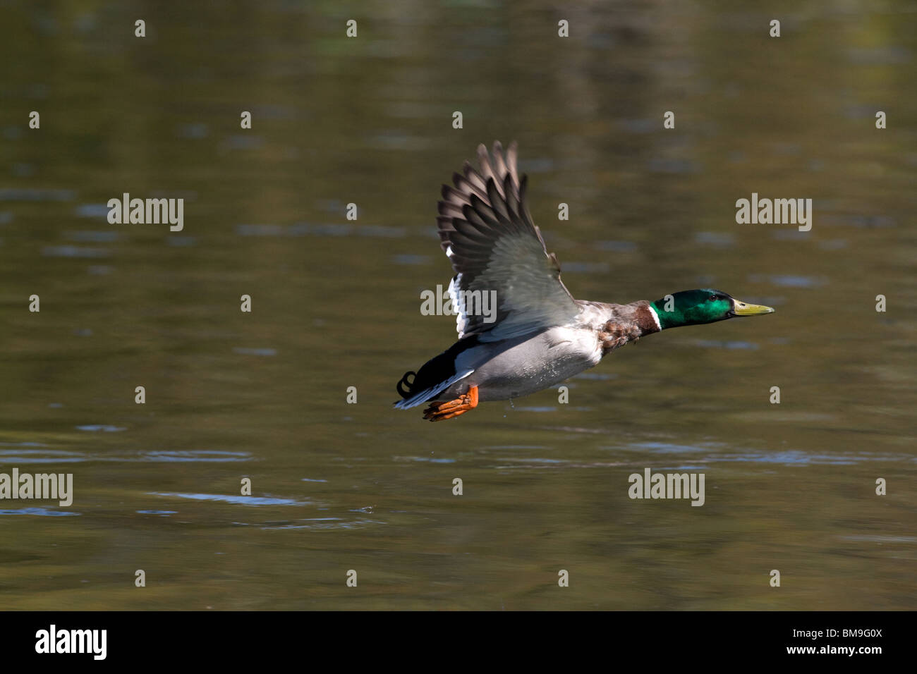 Stockente Drake auf ausziehen Flug Stockfoto