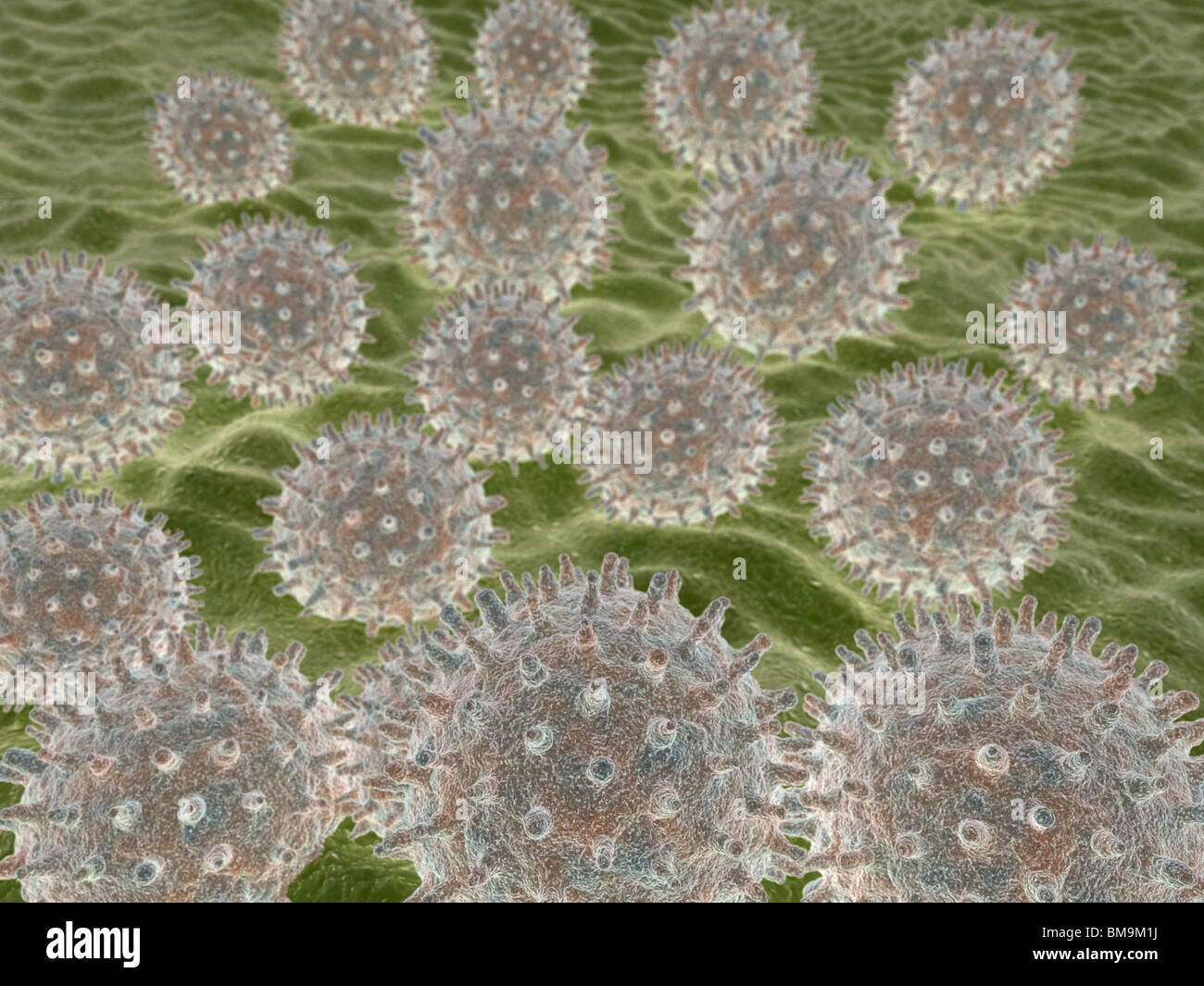 Pollenkörner der Prairie Stockrosen (Sidalcea Malviflora). Stockfoto