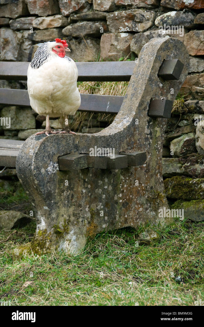 Huhn auf einer Bank, in der Nähe des Dorfes Dent, Yorkshire Dales National Park, Cumbria, England, UK Stockfoto