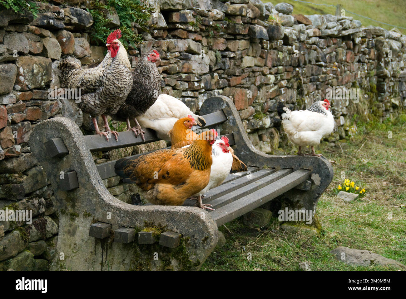 Hühner auf einer Bank in der Nähe von dem Dorf Dent, Yorkshire Dales National Park, Cumbria, England, UK Stockfoto