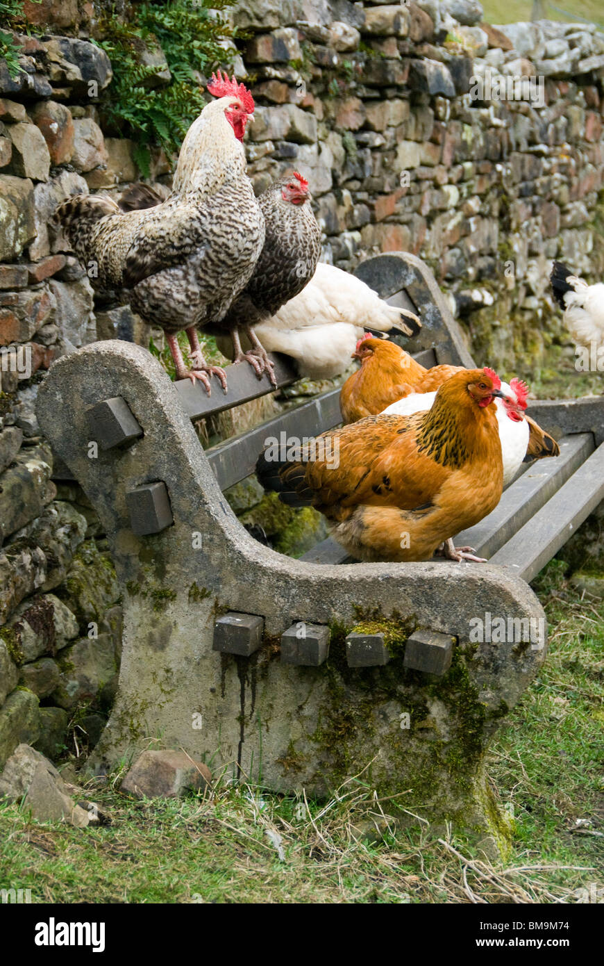 Hühner auf einer Bank in der Nähe von dem Dorf Dent, Yorkshire Dales National Park, Cumbria, England, UK Stockfoto