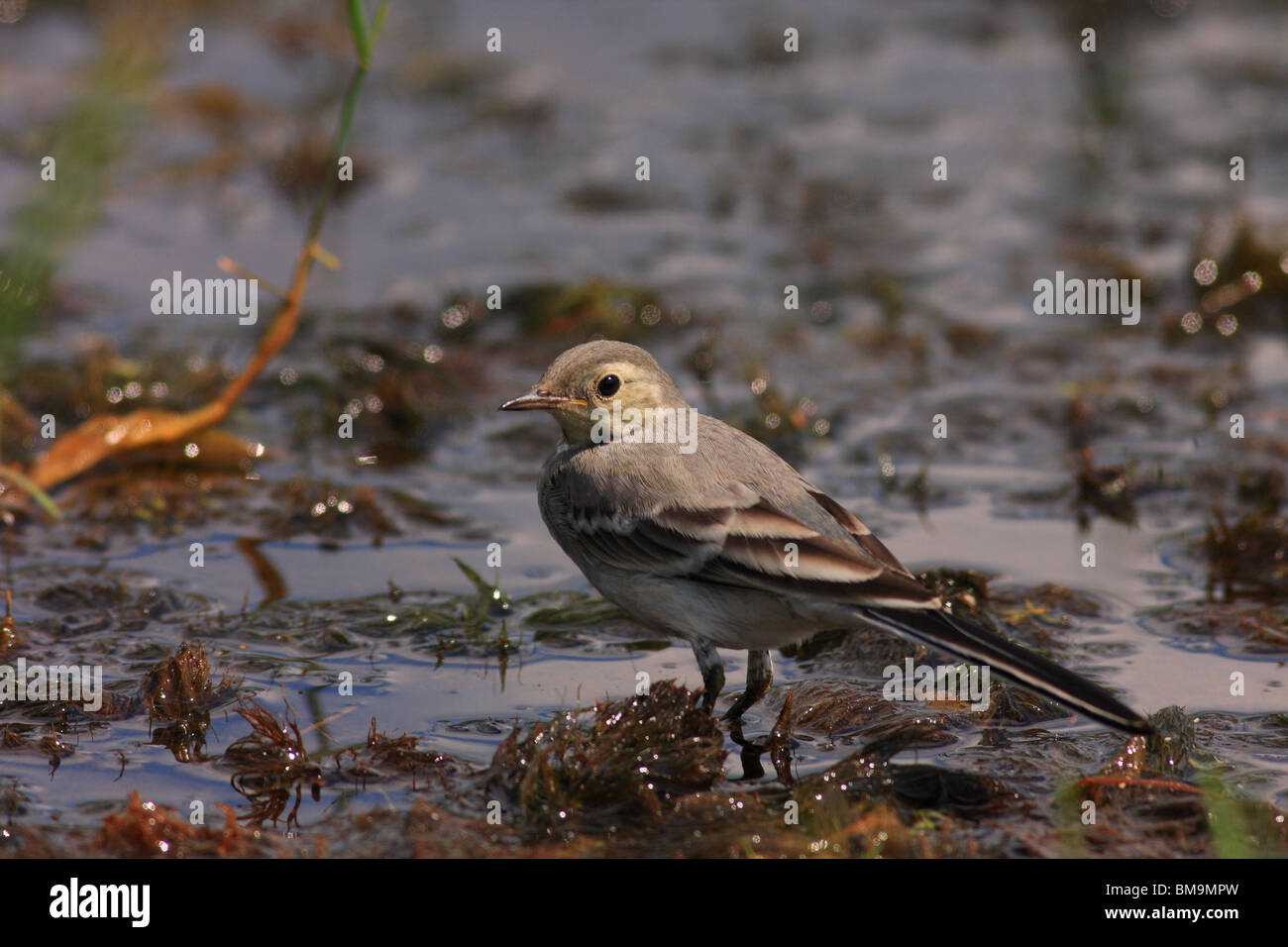 Bachstelze Stockfoto