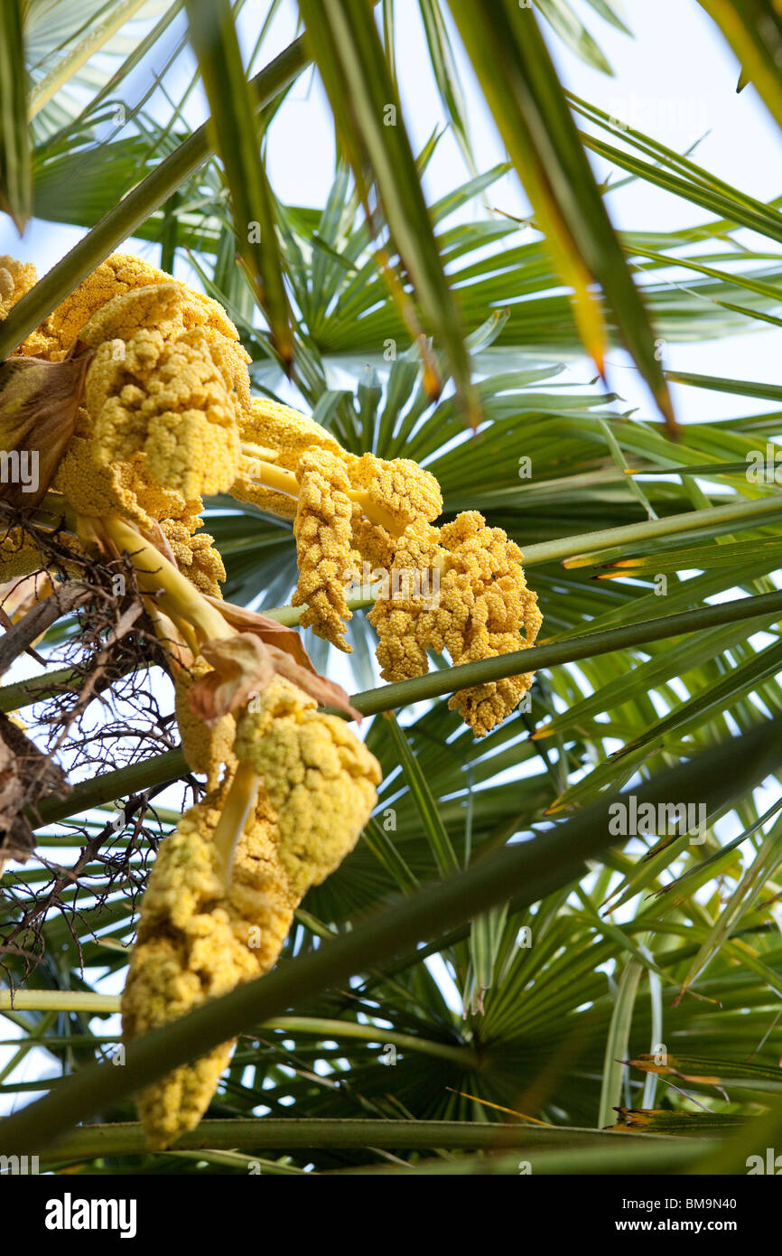 Eine große Trachycarpus Fortunei Blüte Stockfoto