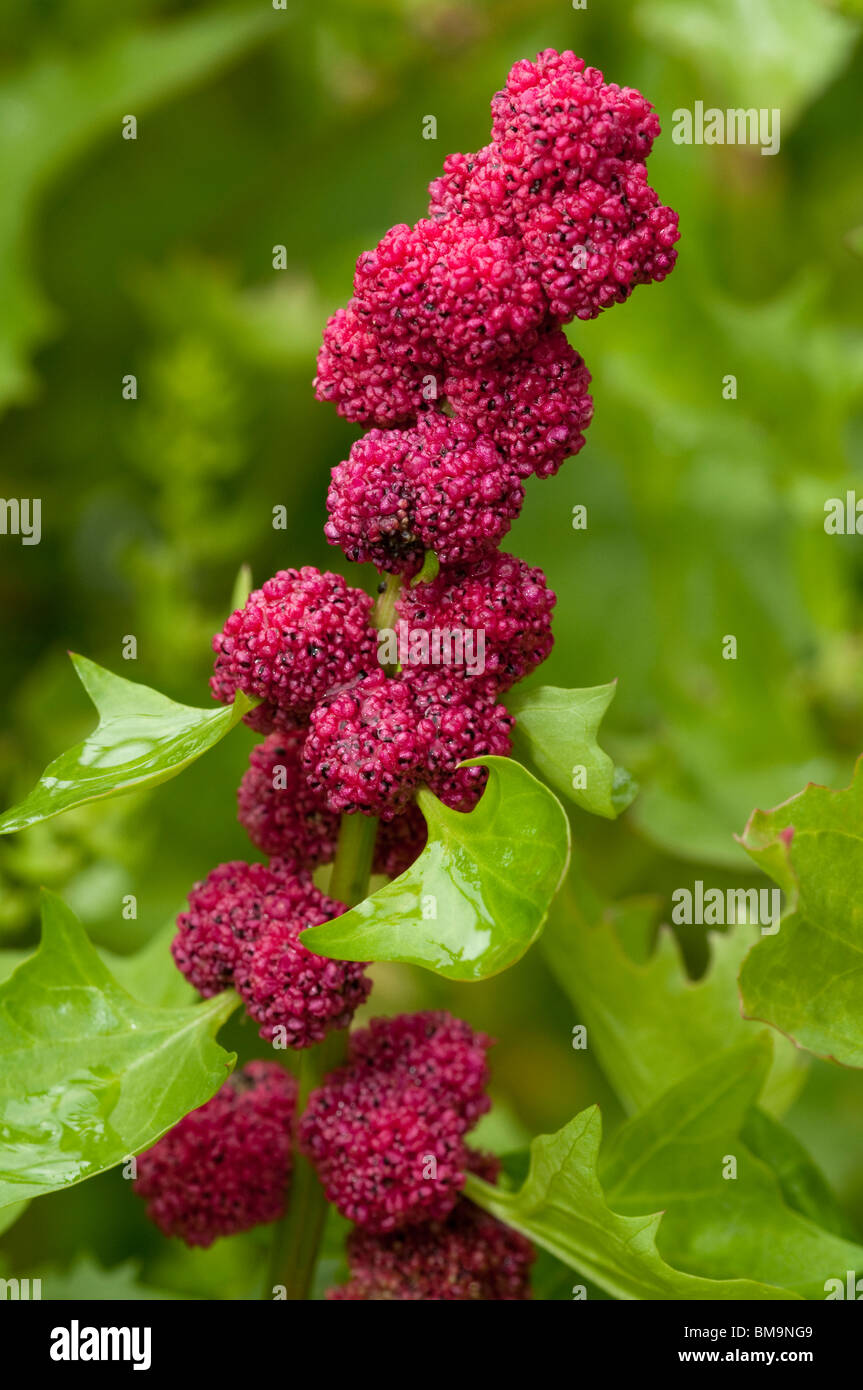 Grünen Gänsefuß (Chenopodium Foliosum), Zweig mit Früchten. Stockfoto