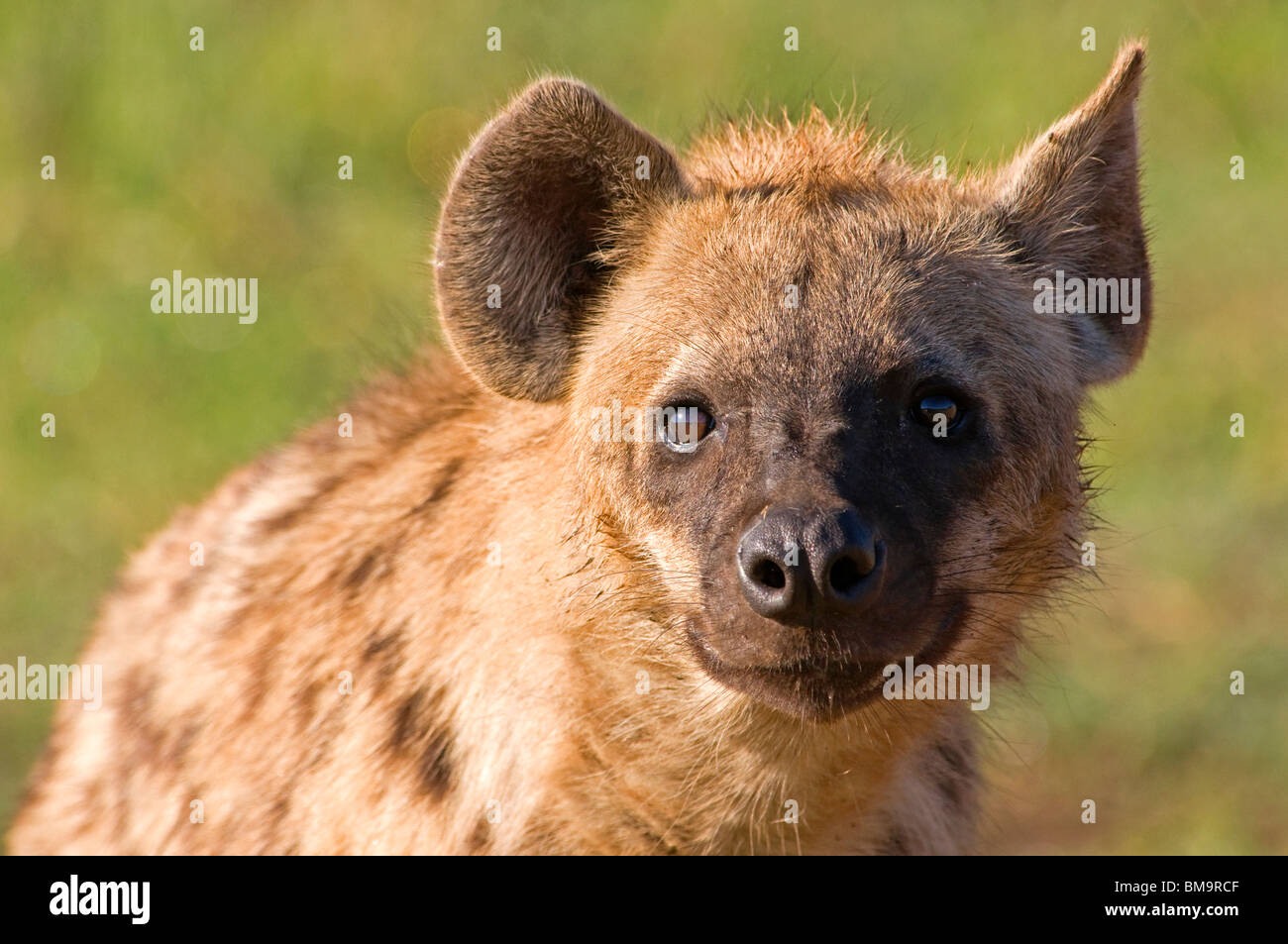Hyäne Gesicht Stockfoto