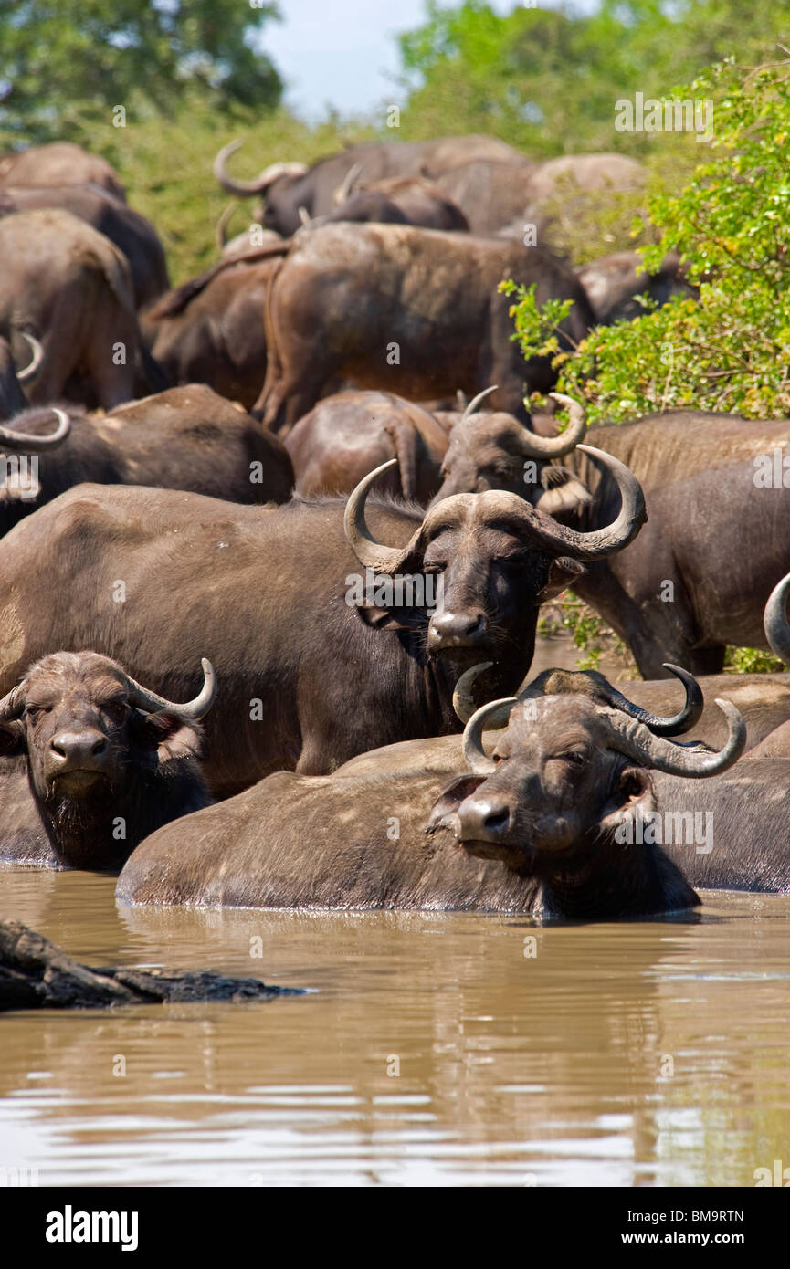 Afrikanische Kaffernbüffel schwelgen in einem Wasserloch Stockfoto