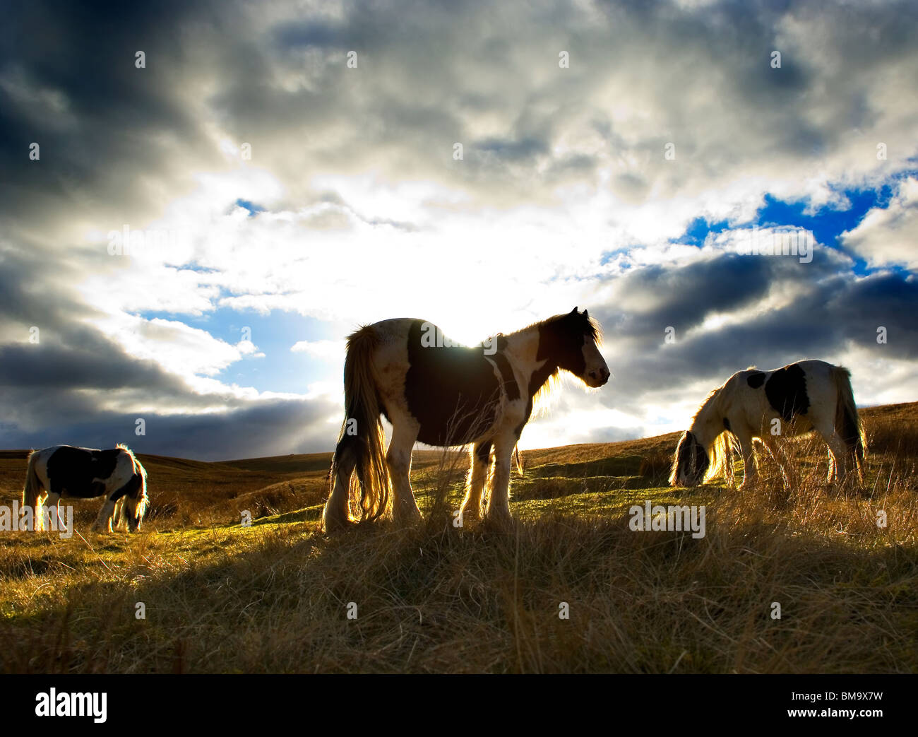 3 wilde Ponys Weiden auf Moorland in North Yorkshire UK.  Hinterleuchtete gegen den Abendhimmel. Stockfoto