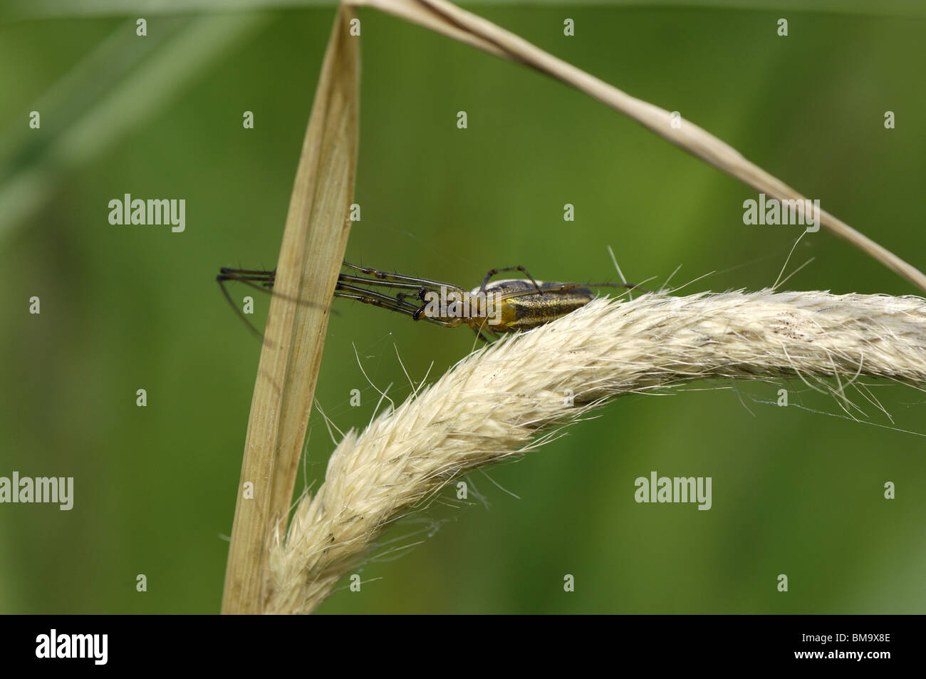 Lange-jawed Orb-Weaver (Tretagnatha Extensa) auf einer Wiese (auch Long-jawed Spinne oder Stretch Spider) Stockfoto