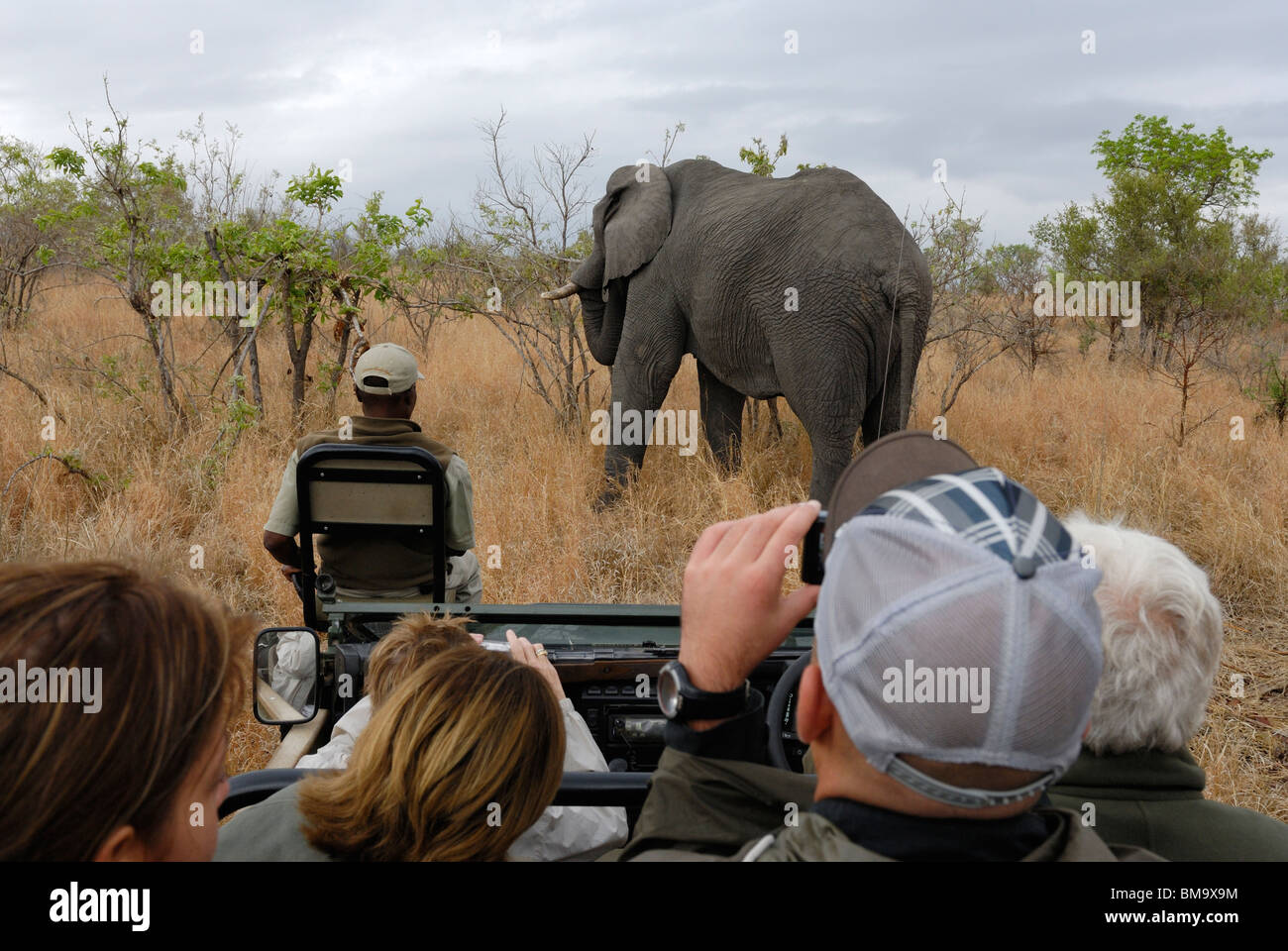 Touristen mit Elefanten auf Pirschfahrt im Sabi Sand Private Game Reserve in der Provinz Mpumalanga, Südafrika Stockfoto