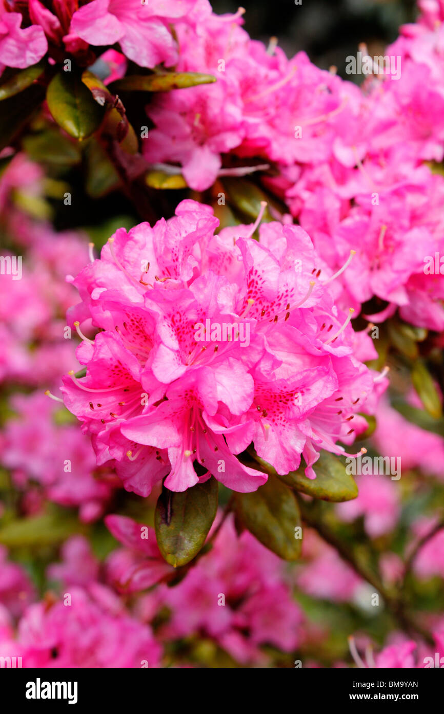 RHODODENDRON-MARTINE. Stockfoto